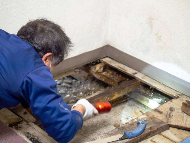 Best Toxic Mold Removal  in Truman, MN