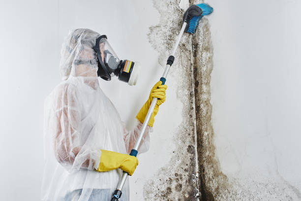 Best Toxic Mold Removal  in Truman, MN