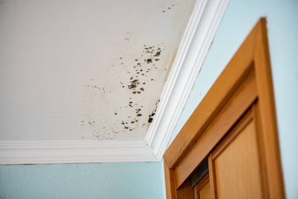 Mold Removal and Inspection in Truman, MN