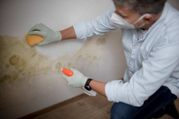 Mold Testing and Removal in Truman, MN