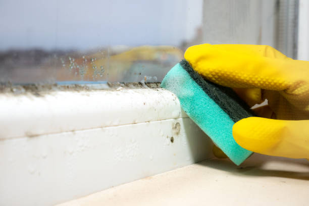 Mold Testing and Removal in Truman, MN