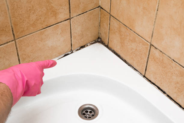 Best Professional Mold Removal  in Truman, MN
